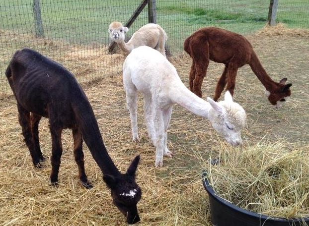 by-the-bay-alpacas