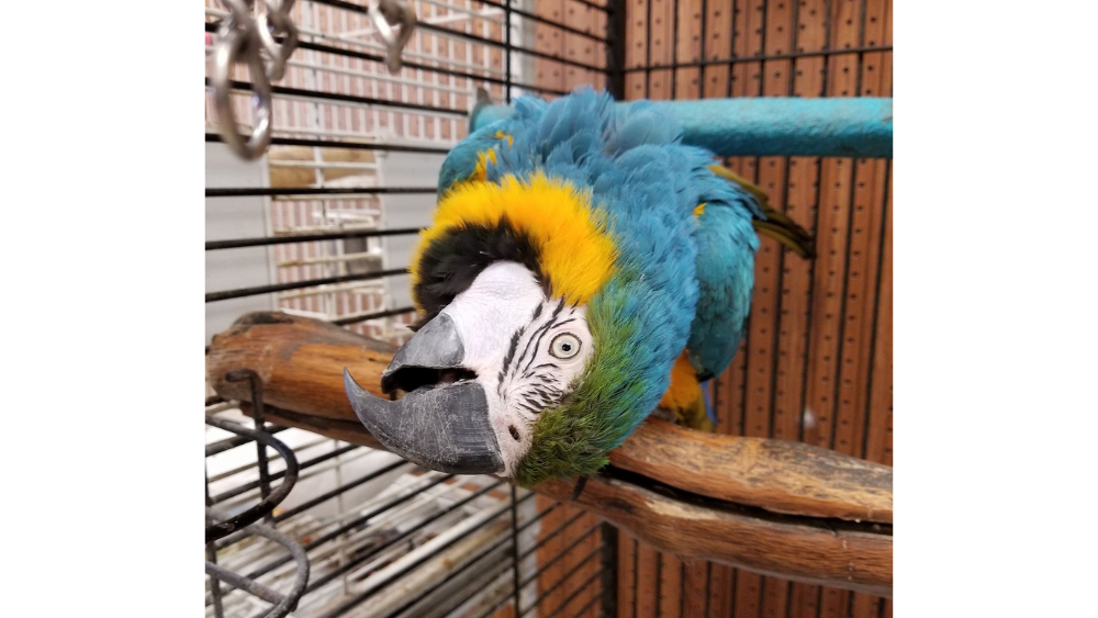 eastern-shore-pets