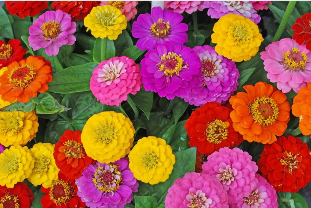 grizzard-farms-and-nurseries