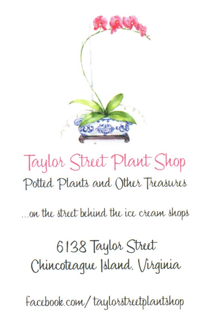 taylor-street-plant-shop