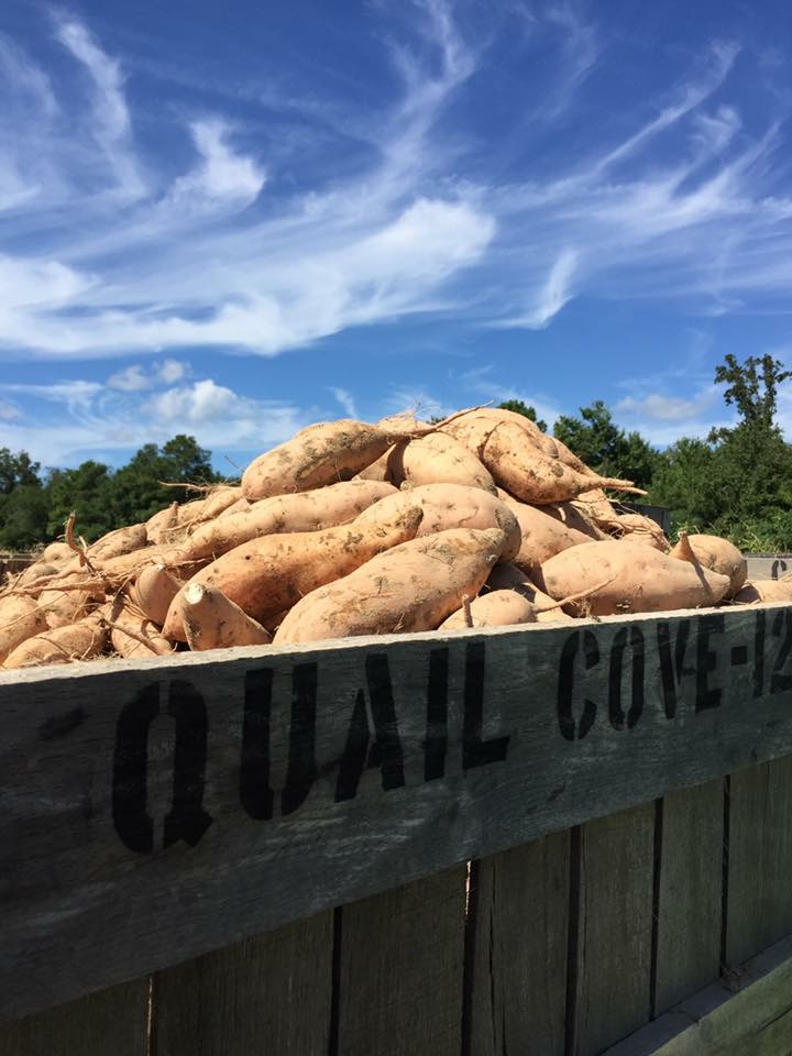 quail-cove-farms-inc