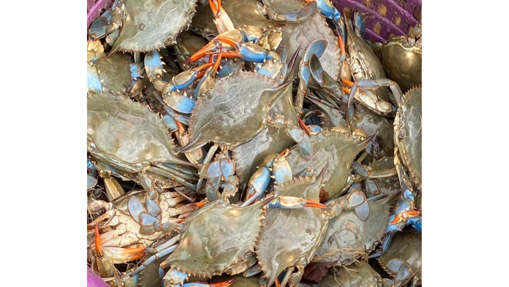 taylor-seafood