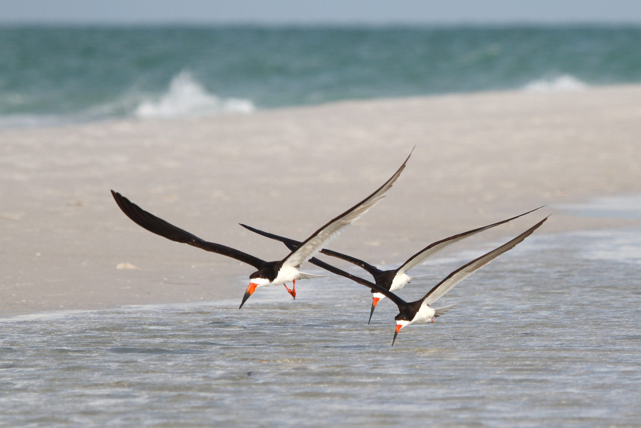 virginia-bird-wildlife-trail