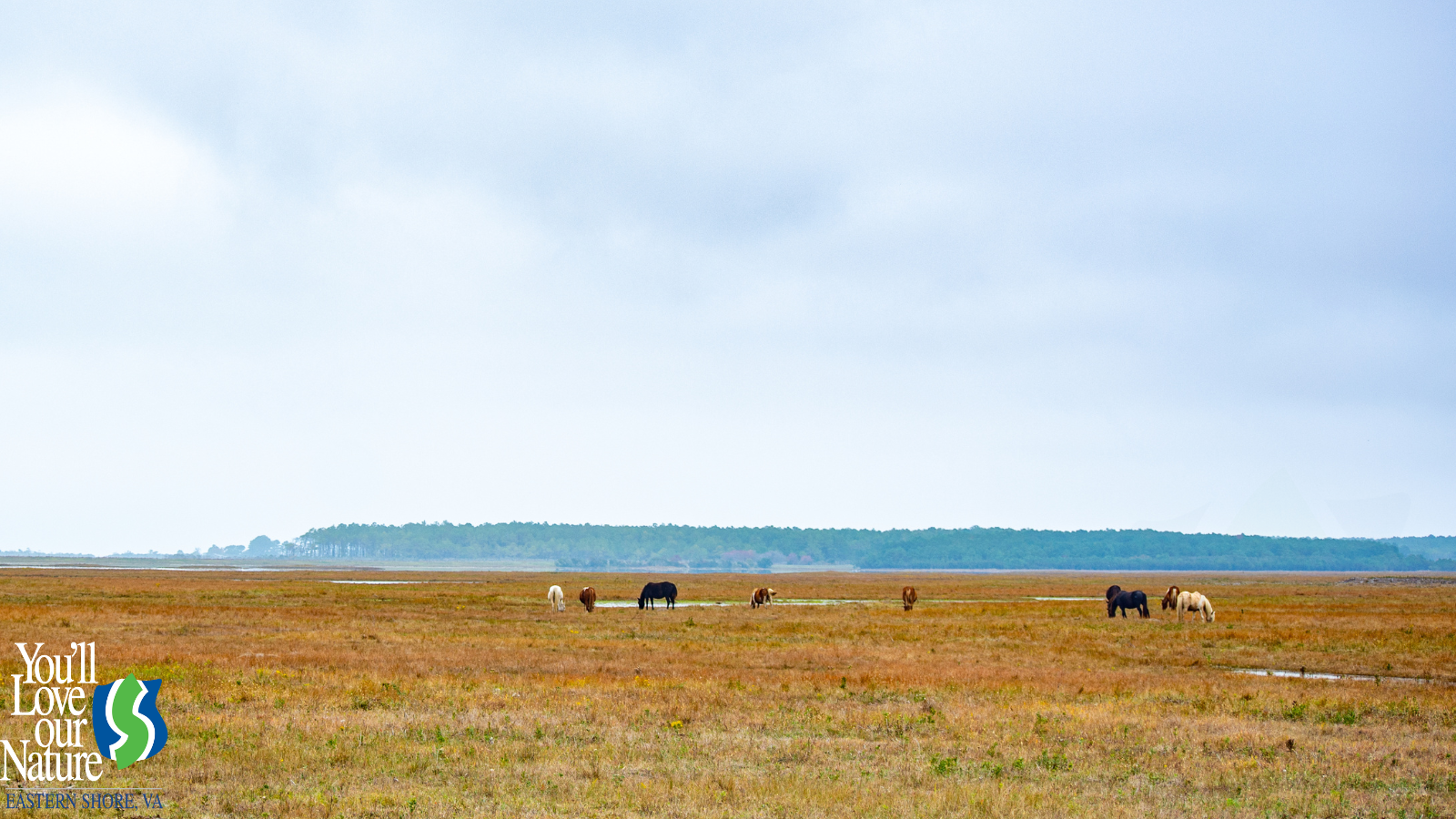 chincoteague-national-wildlife-refuge