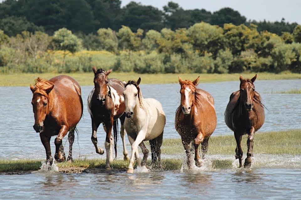 cowboy-cruise-company