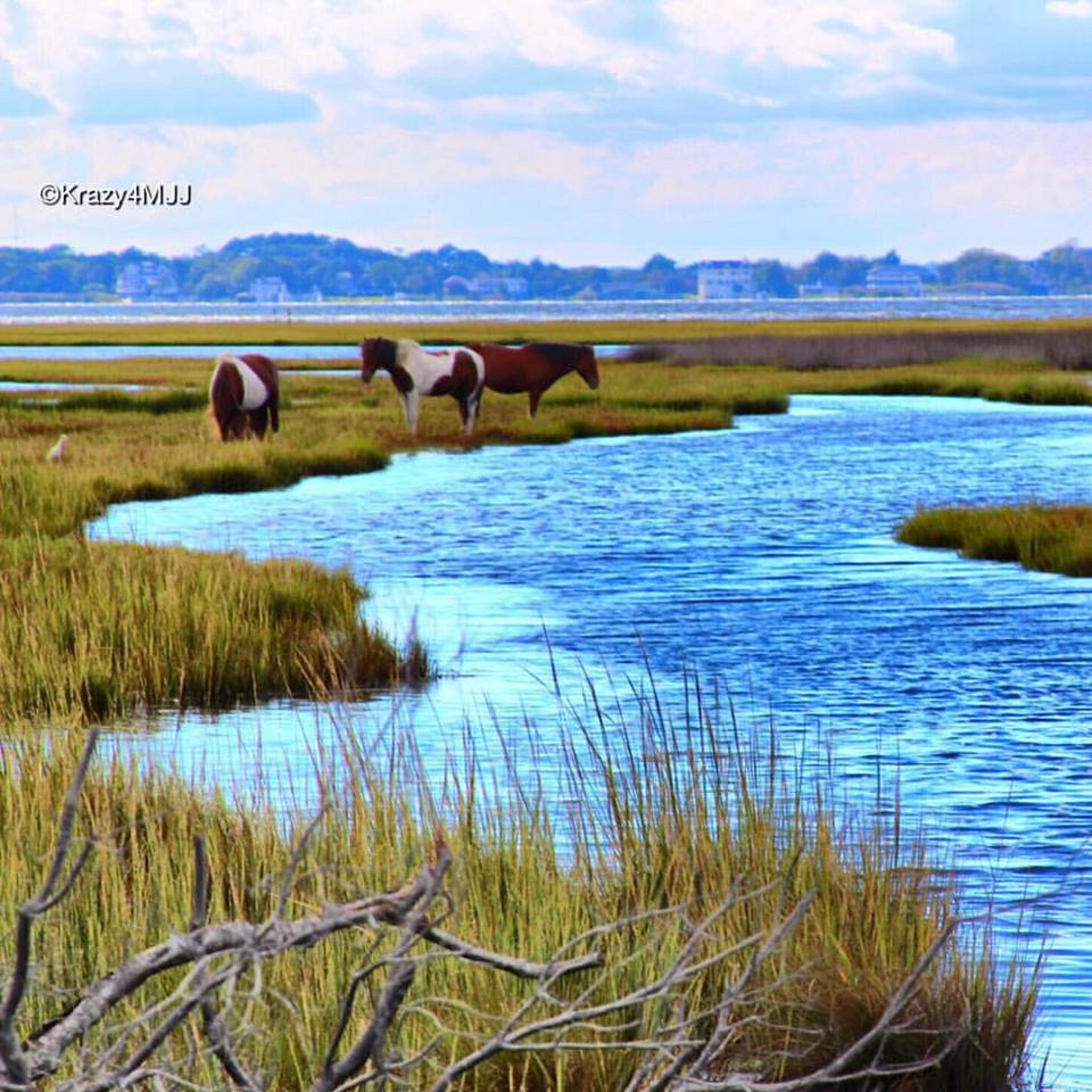 assateague-tours
