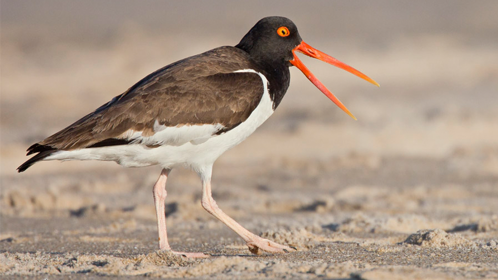birding-eastern-shore