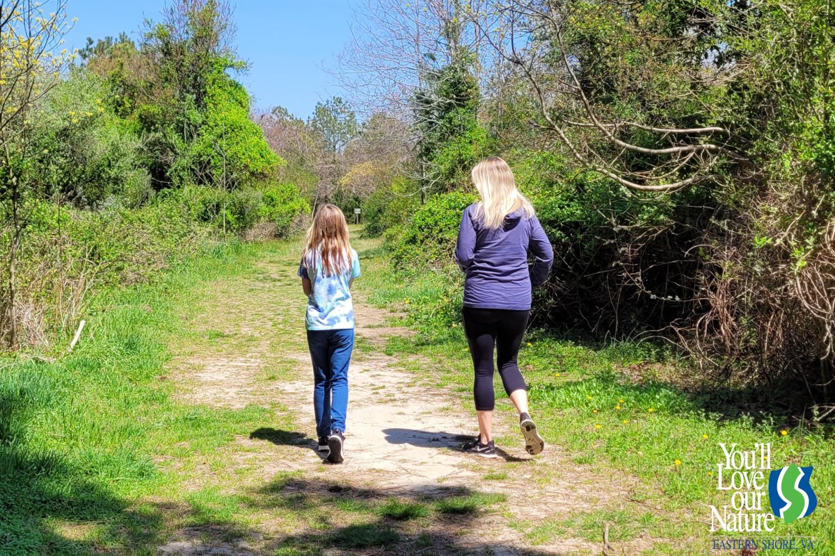 birding-and-wildlife-trail-eastern-shore-of-virginia-wildlife-refuge