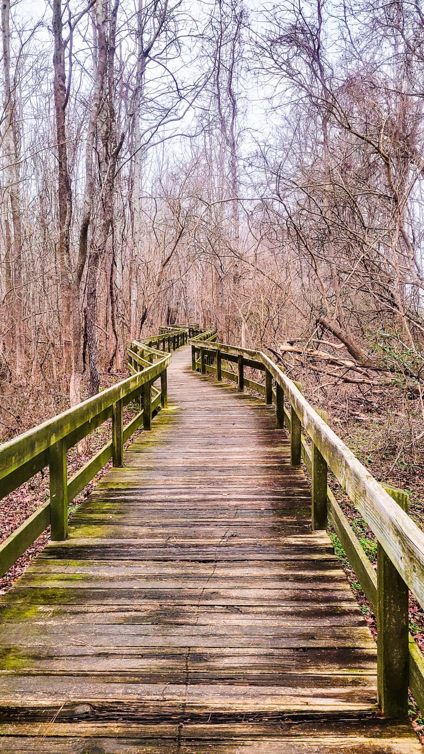 birding-and-wildlife-trail-cape-charles-natural-area-preserve