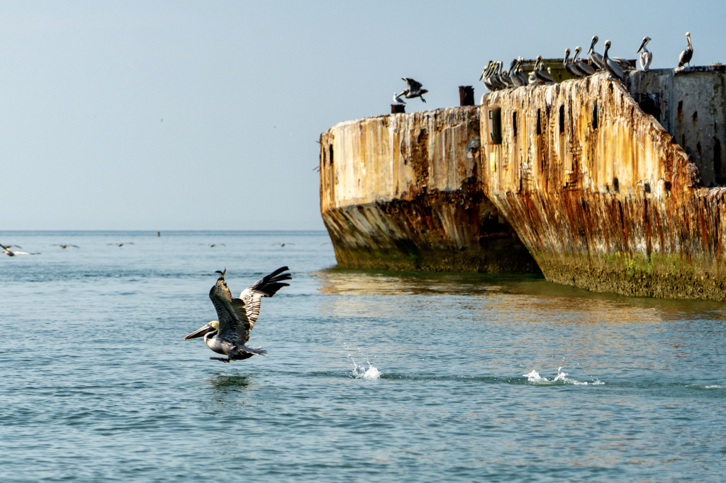 birding-and-wildlife-trail-kiptopeke-state-park
