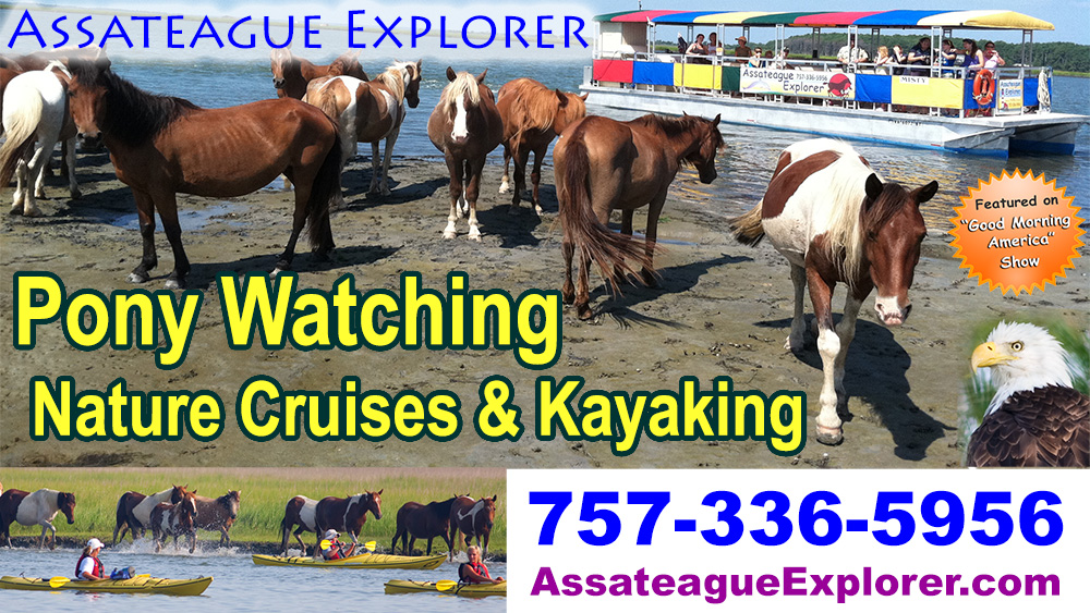 assateague-explorer-cruise-kayaking