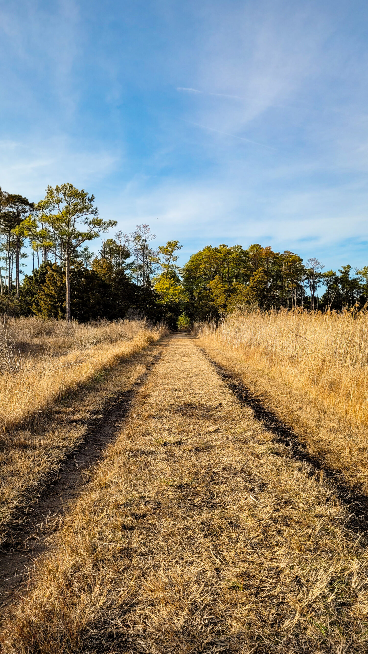 birding-and-wildlife-trail-magothy-bay-natural-area-preserve