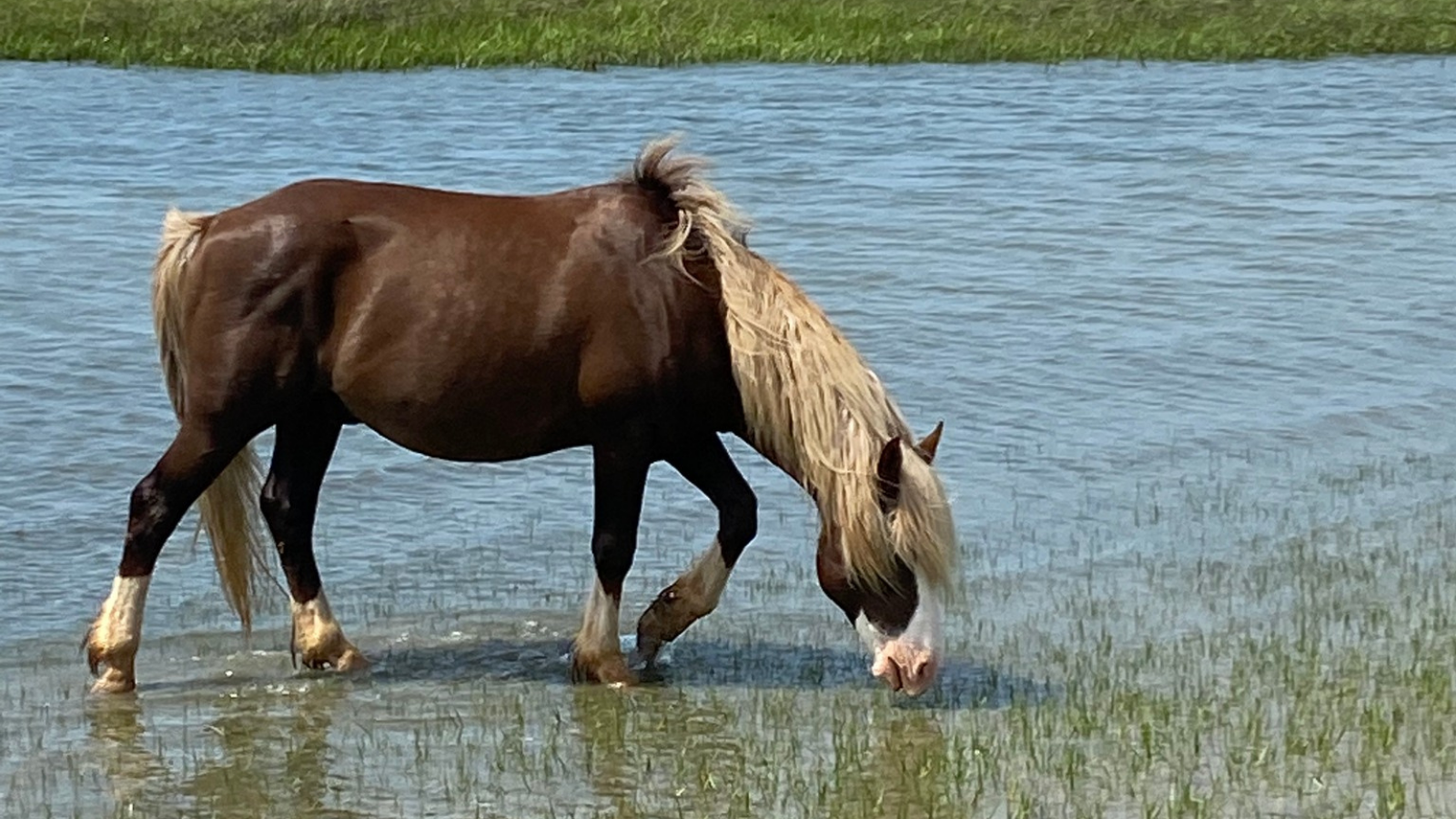 up-the-bay-pony-tours