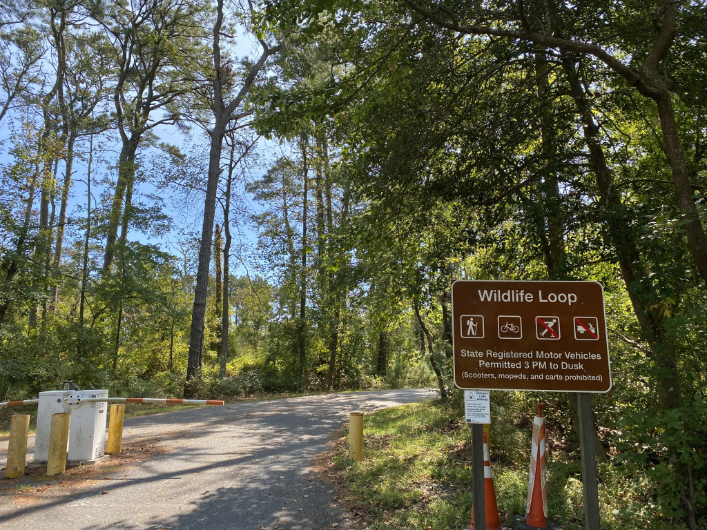 the-wildlife-loop-at-chincoteague-national-wildlife-refuge