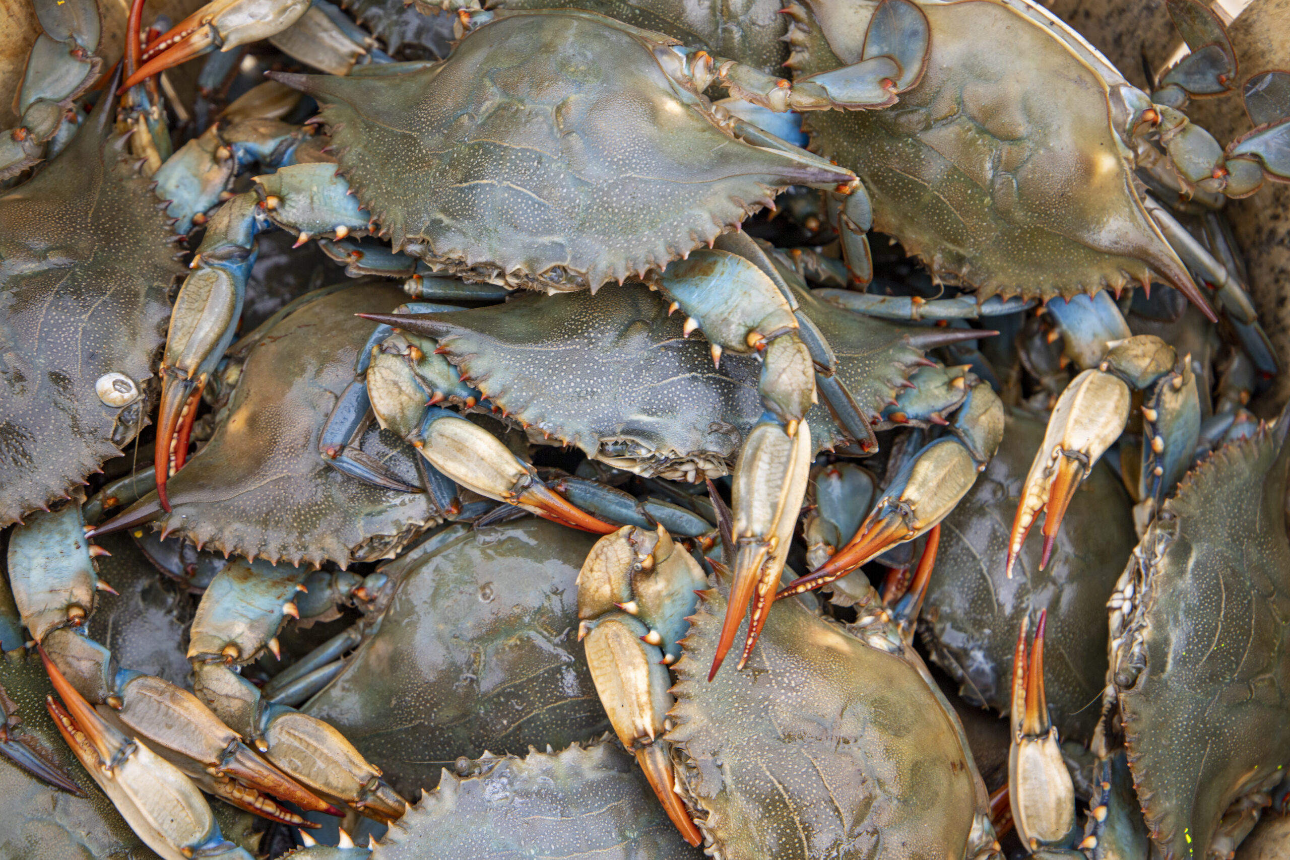 Tangier Island Crabs
