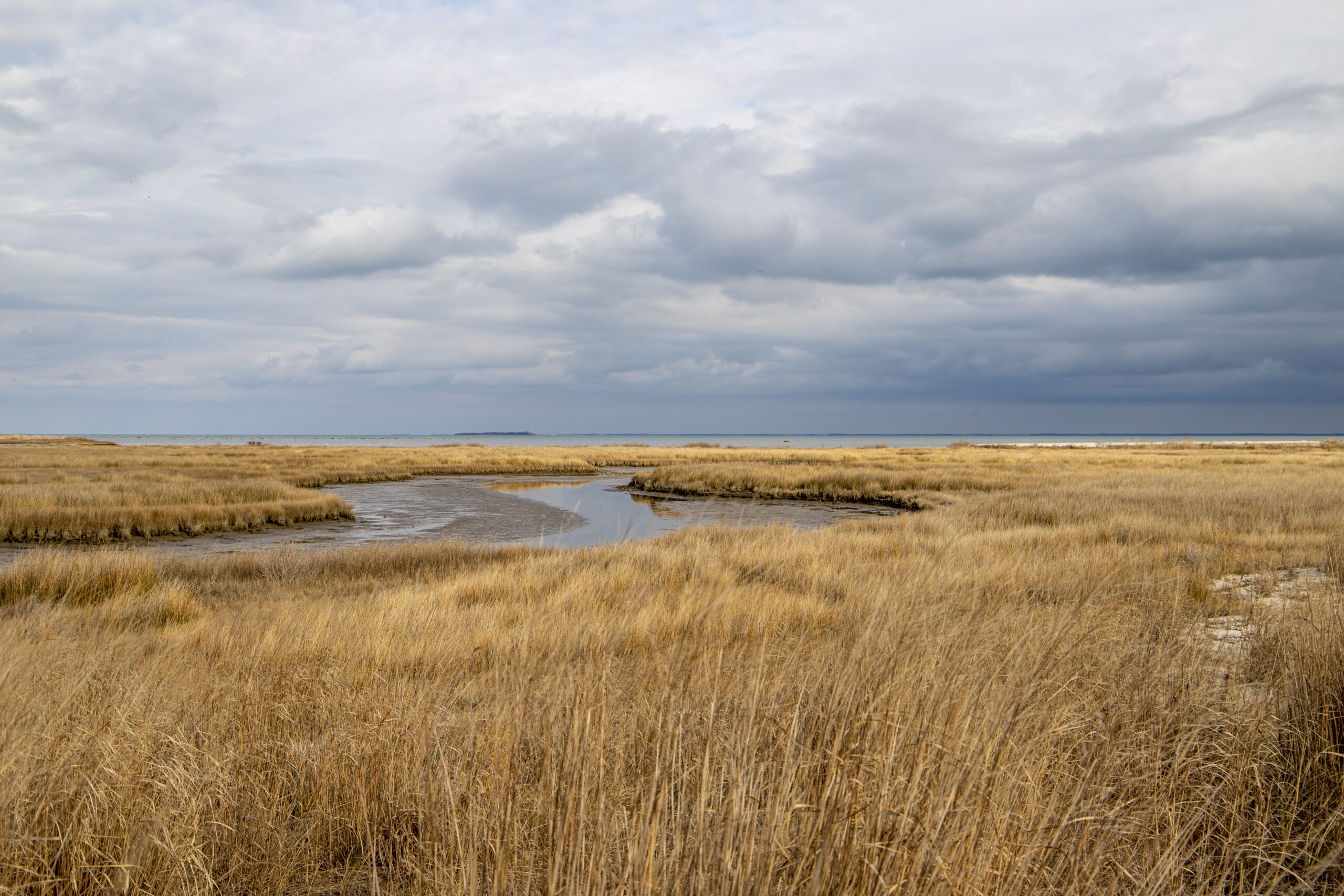 Tangier Island Marsh