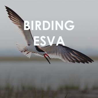BIRDING