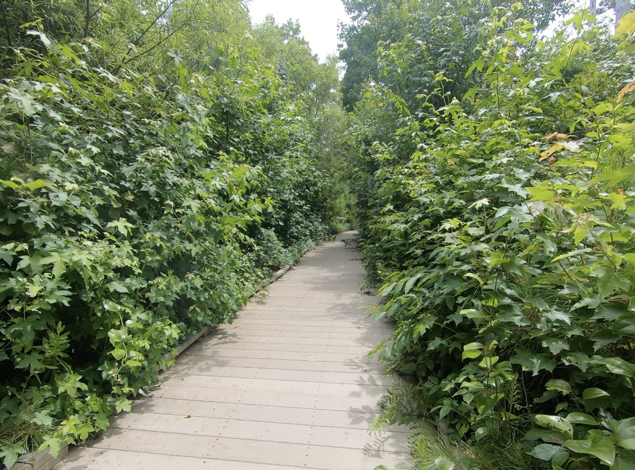 marsh-trail-chincoteague-national-wildlife-refuge