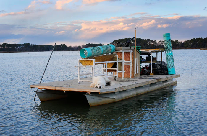 Laughing King Oyster Boat