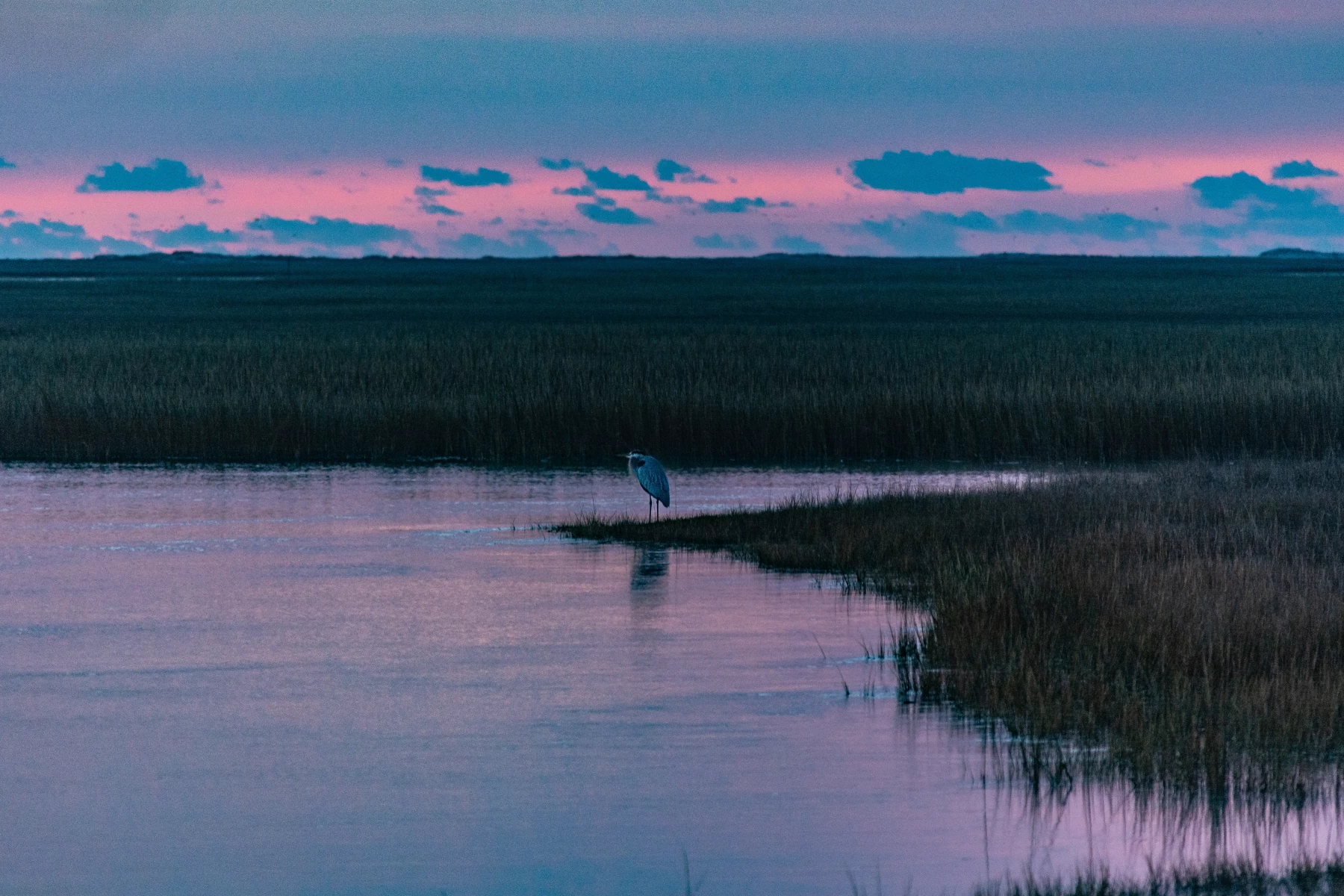 eastern-shore-bird-and-wildlife-trail