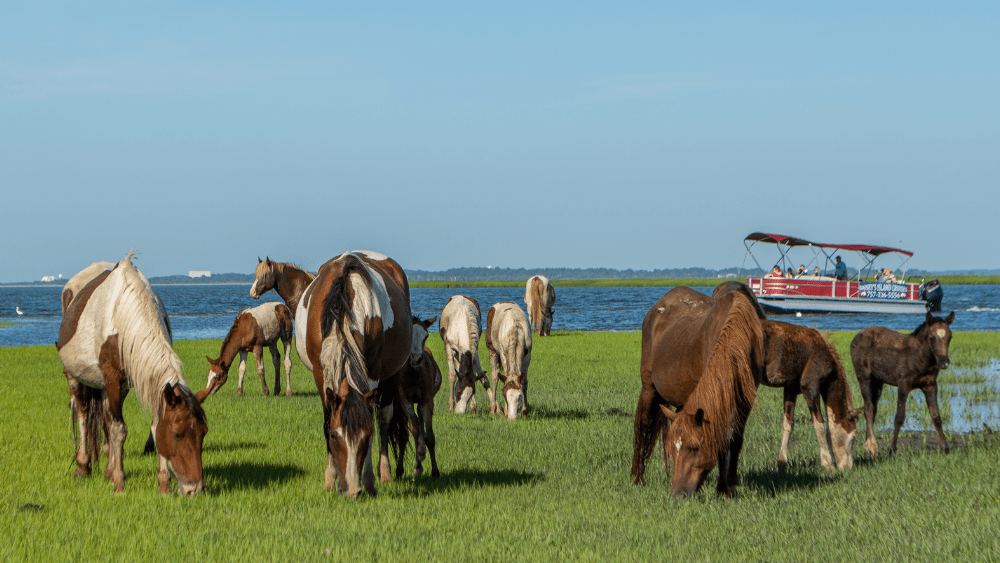 chincoteague