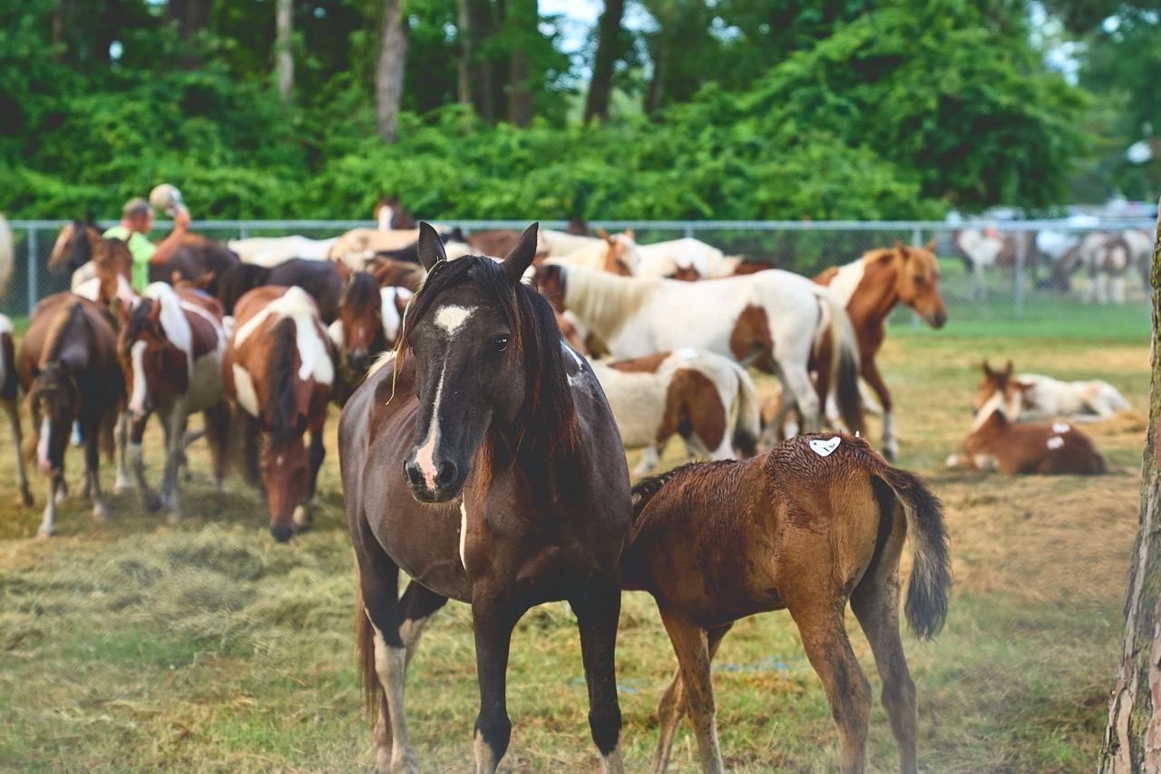 Chincoteague Pony Auction