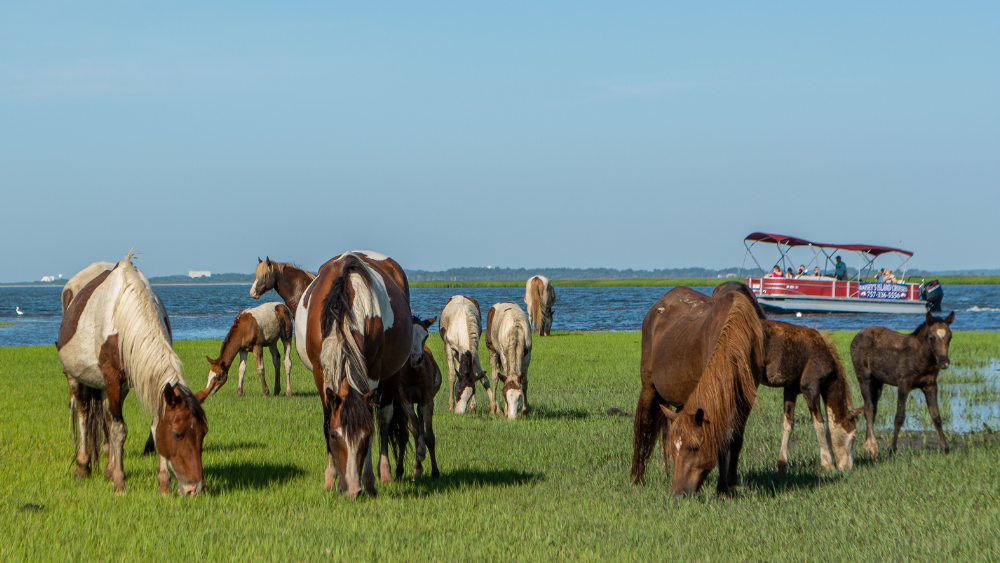 The Chincoteague Pony Swim - Eastern Shore Of Virginia Tourism Commission